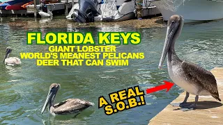 FLORIDA KEYS: Giant Lobster, Aggressive Pelicans & Deer That Swim - The OVERSEAS HIGHWAY!
