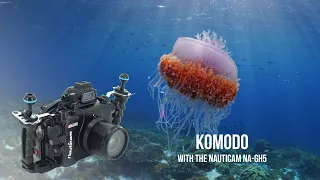 Komodo, Indonesia filmed in 4K on Panasonic GH5 in Nauticam NA-GH5 Housing