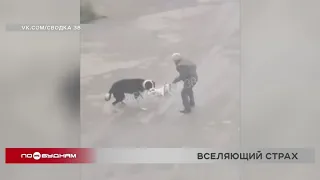 Агрессивный алабай нападет на домашних собак в Иркутске