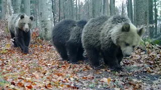 MEDVEDE V BUČINÁCH