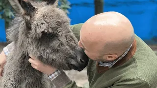 Baby donkey seems convinced this man's her mommy