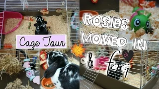 ROSIE'S MOVED IN!: Cage Tour & FAQ ♡ | RosieBunneh