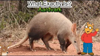 What Exactly is Aardvark and Its Weird Relation With a Certain Cucumber