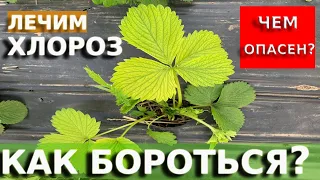 ХЛОРОЗ НА КЛУБНИКЕ: Как БОРОТЬСЯ и чем опасен?!