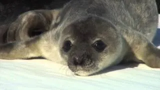 Flight to a Trapped Colony of Weddell Seals