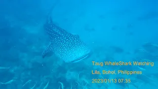 Taug WhaleShark Watching, Lila, Bohol, Philippines