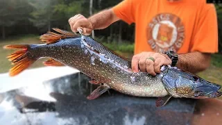 Northern Pike: How to {CATCH CLEAN COOK}