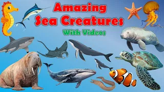 Amazing Sea Creatures with videos | #seacreatures  #KuttyPappaTV