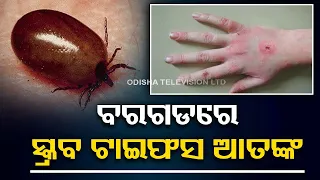 Scrub Typhus disease claim 5 lives in Odisha’s Bargarh