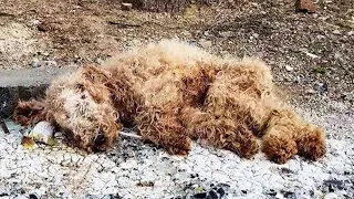 The dying dog could not even move, and people did not pay attention to him!
