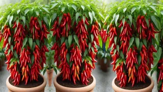 Simple method propagate chilli tree with aloe vera.how to grow peppers plant