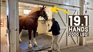 DRAFT HORSES & MORE at the Kentucky Horse Park! 🤩