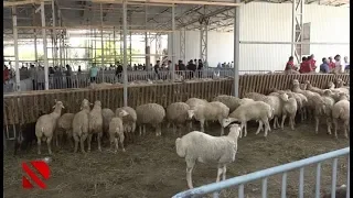 Qurban bayramına hazırlıq