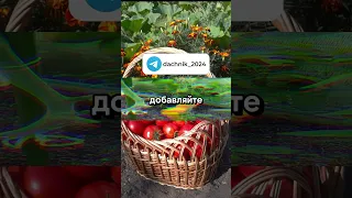 Подкормки для выращивания сочных помидоров | Дачные советы, дача и огород
