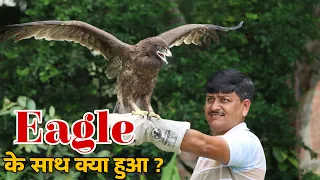 आख़िरकार इस Eagle के साथ हुआ क्या ! What happened to this golden eagle? Guddu Maurya SarpMitra.