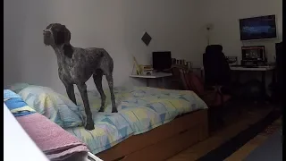 GoPro on German Pointer left home alone