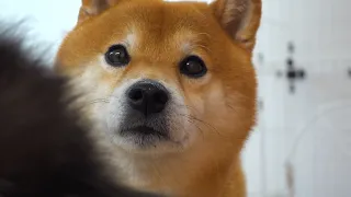 A cute Shiba Inu who protests in dog language when you praise a kitten