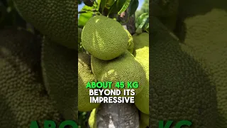 Amazing Fact World's heaviest fruit Jackfruit #viral #facts #foodfacts #amazing #shorts