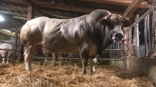 Roberta Colombero,le sue vacche razza piemontese e il toro “Cigno”una montagna di muscoli