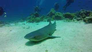 Cocos Island Costa Rica Underwater