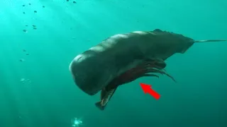 7 Most Mysterious Deep Sea Creatures  Caught On Camera