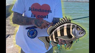 How to Catch Sheepshead on the Fly!