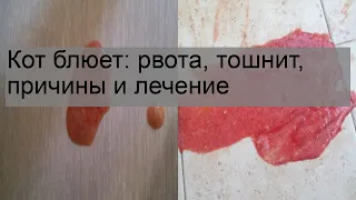 Кот блюет: рвота, тошнит, причины и лечение