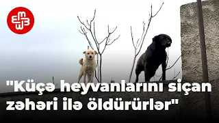 "Heyvanları ona görə güllələlirlər ki, onlara pul xərcləməsinlər"