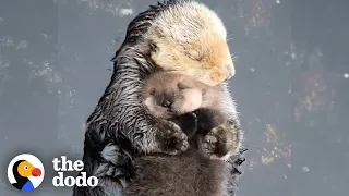 Otter Moms Wrap Their Babies in Seaweed Blankets | The Dodo