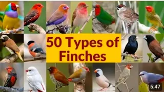 50 types of finches 🐦🤫