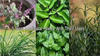5 औषधीय पौधे || Five Herbs Plant ||  Must Have Medicinal Plants For Home