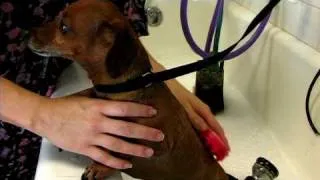 Dog Grooming : How to Bathe a Chihuahua