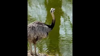 Big Bird ll Birds' Singing With Relaxing Music#short#wildlife