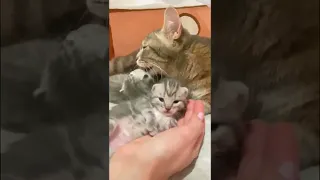 Мама кошка устроила душ всем своим котятам.