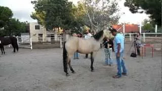 Vet Check competition Reining CRN Spain HorsEmotion