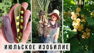 Обзор огорода 8 июля / Убрала чеснок /  Как же много ягоды! Влог 20