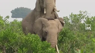 Elephant dad making love to his wife