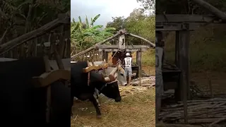 ENGENHO DE CANA ANTIGO em pleno funcionamento