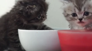 Angry hungry kitten doesn't want to share food...