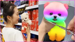 Tik Tok chó Phốc Sóc mini 😍 Chó phốc sóc mini dễ thương Funny and cute #2