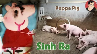 Cô lợn PEPPA PIG được sinh ra từ một gia đình lợn nuôi công nghiệp