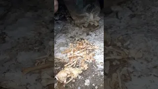 Bag full of bones in abandoned mine #shorts #abandonedmines