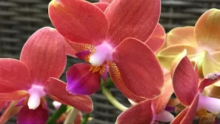 Обзор орхидей в Оби 5 февраля 2020 г. Восхитительные мультифлоры... и не только...)))
