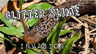 Leopard Slug Invasion