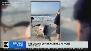 Pregnant great white shark washes ashore Florida Panhandle