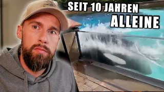 Orca schlägt sich selber den Kopf ein.. - Alleine eingesperrt seit 10 Jahren | Robert Marc Lehmann