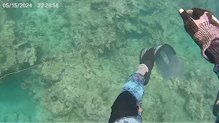 Spearfishing in Barbados School Master Snapper