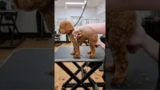 Full groom on Honey the Toy Poodle 🐩