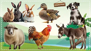 Bustling animal world sounds around us: Dog, Chicken, Duck, Donkey, Sheep, Rabbit