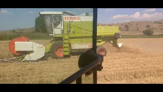 Claas Dominator 68s wheat harvest 2022 / Zetva pcenica 2022